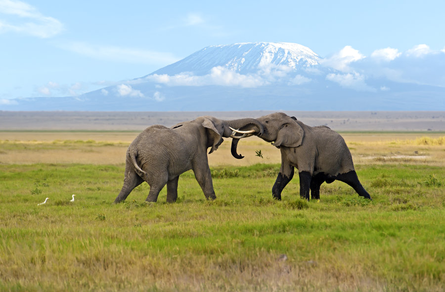 Best national parks in Kenya