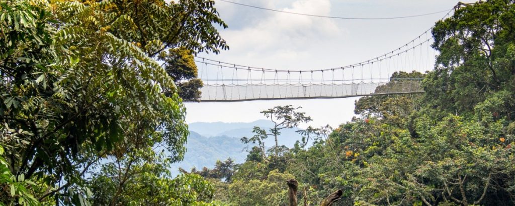 Canopy walk in Rwanda