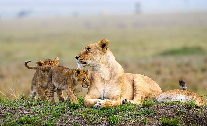 masai mara national reserve