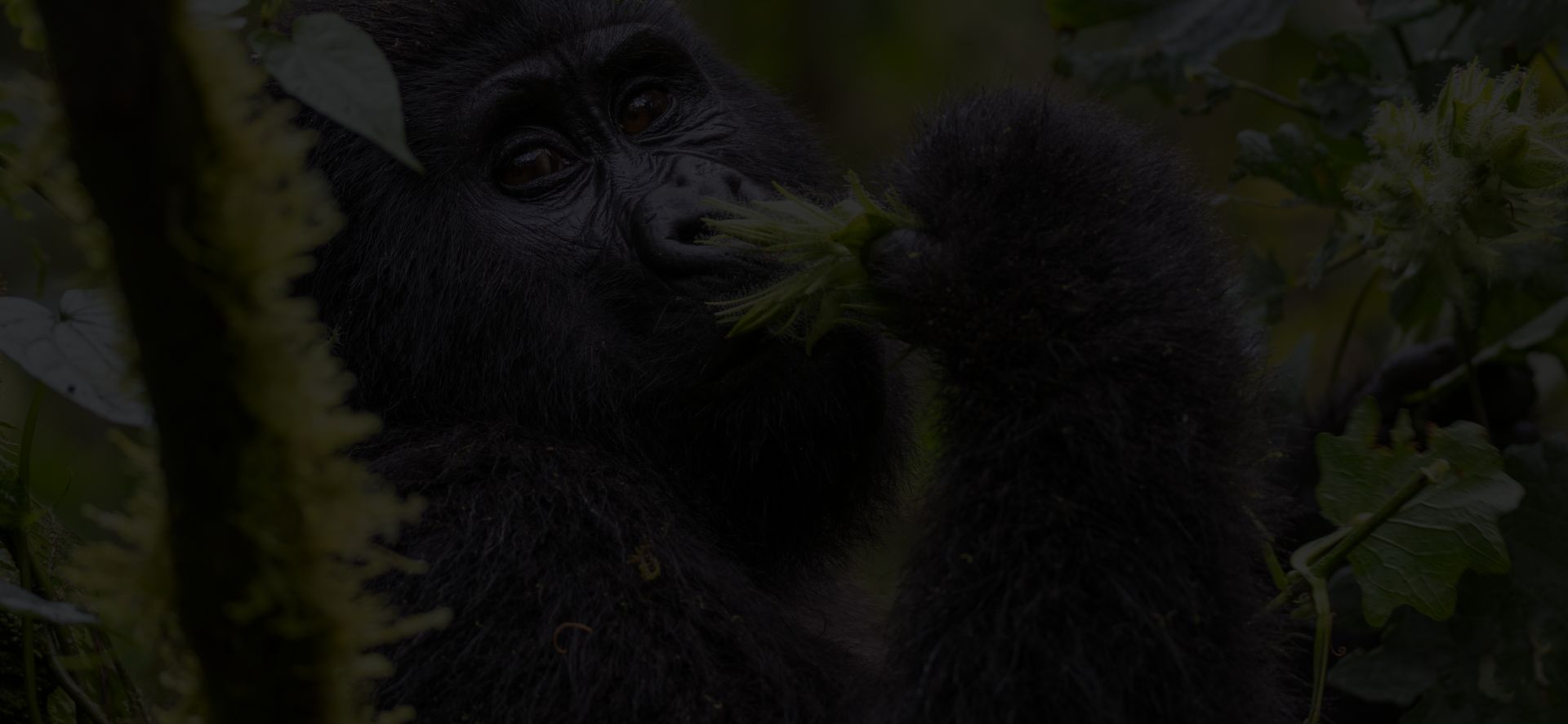 Uganda