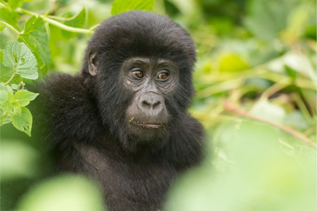 Unlock the Wonders of Uganda: Your Ultimate Safari Guide
