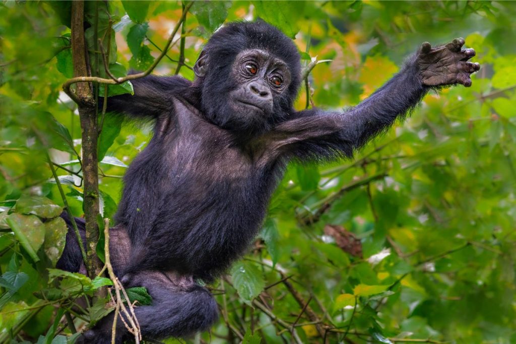 Unveiling the Best-Kept Secrets of Tourism in Uganda: Must-See Destinations Revealed